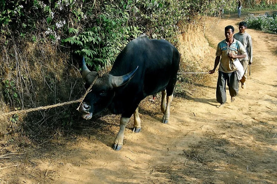 Mithun / Gayal - State Animal of Arunachal Pradesh