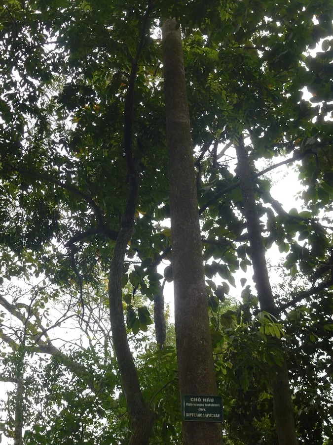 Hollong Tree - State Tree of Arunachal Pradesh