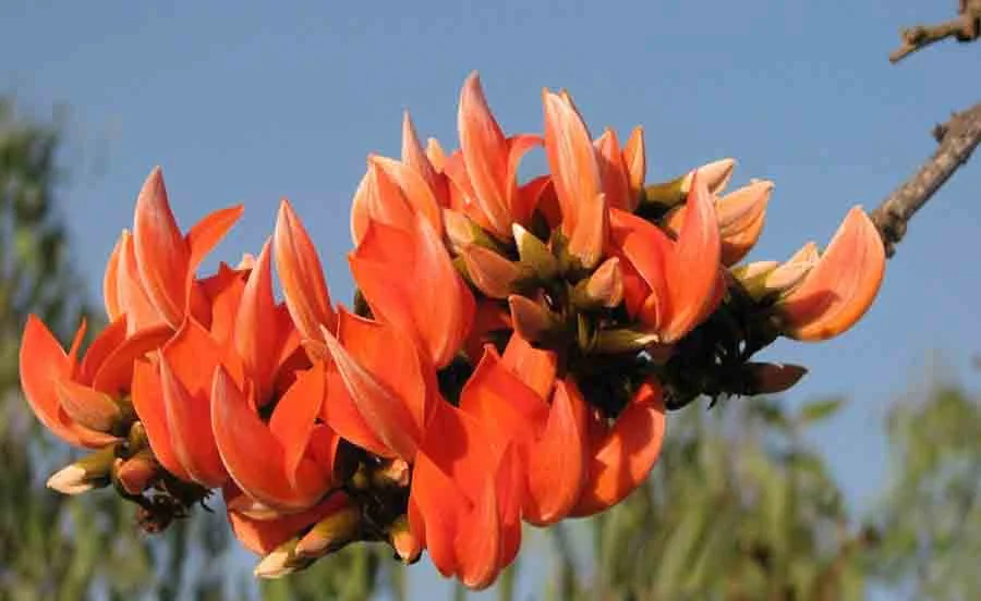 Dhak / Palash Flower - State Flower of Chandigarh