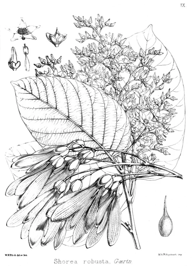 Sal Tree - State Tree of Chhattisgarh