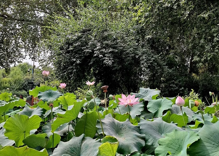 Sacred Lotus - State Flower of Haryana
