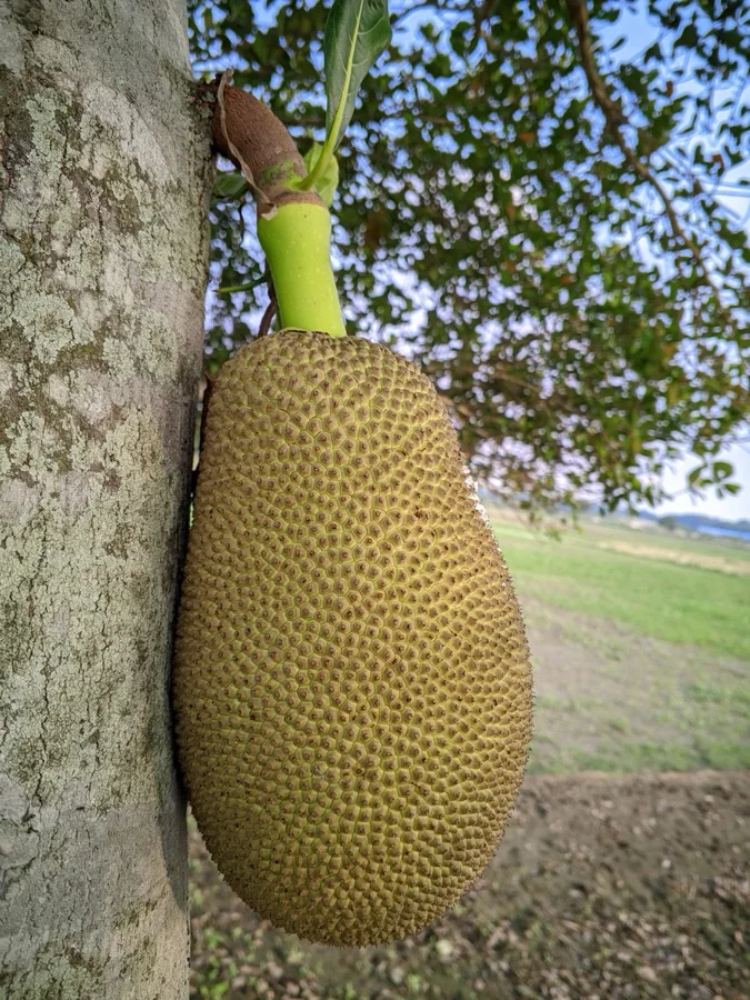 Jackfruit - State Fruit of Kerala