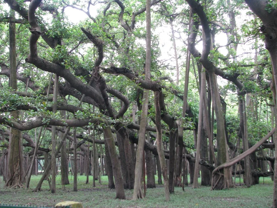 Banyan Tree - State Tree of Madhya Pradesh