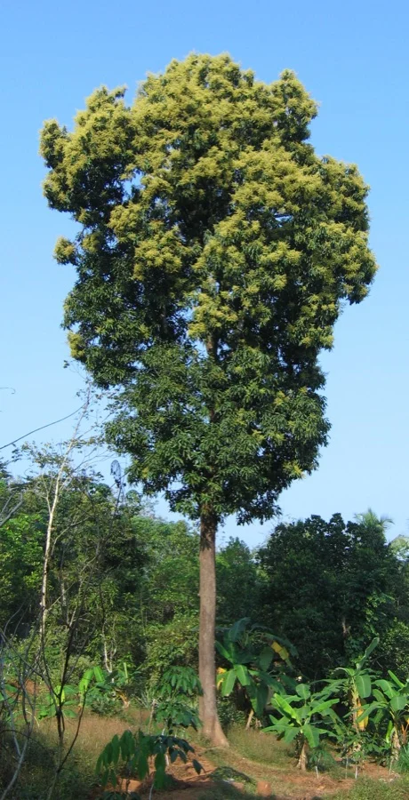 Mango Tree - State Tree of Maharashtra