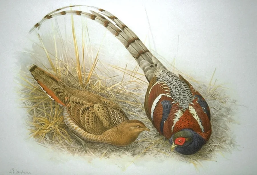 Mrs. Hume's Pheasant - State Bird of Manipur