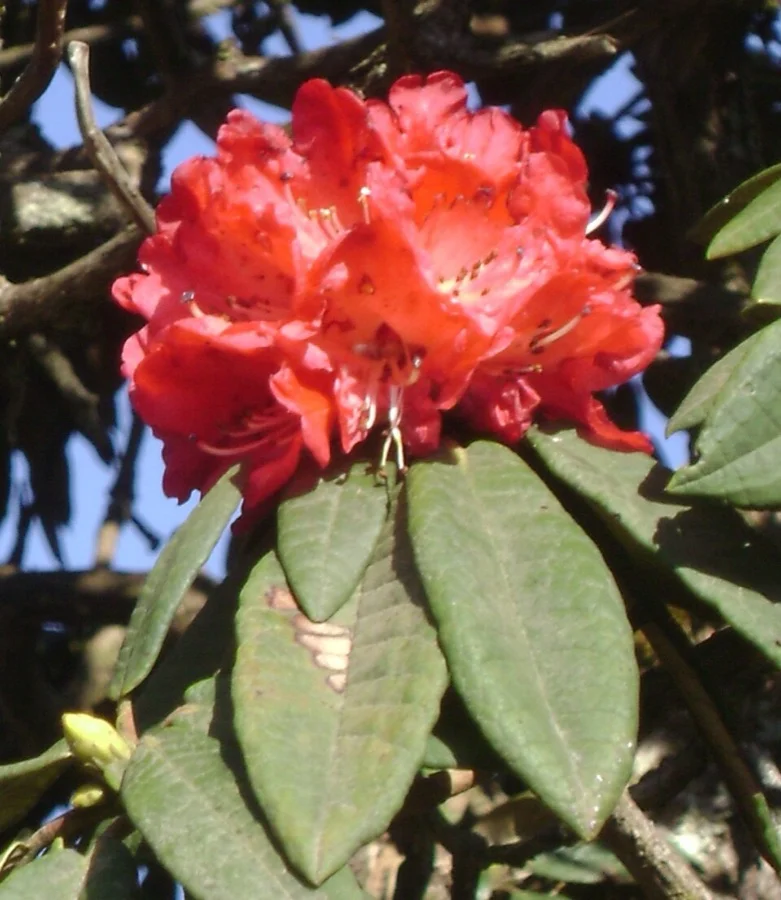 Tree Rhododendron - State Flower of Nagaland