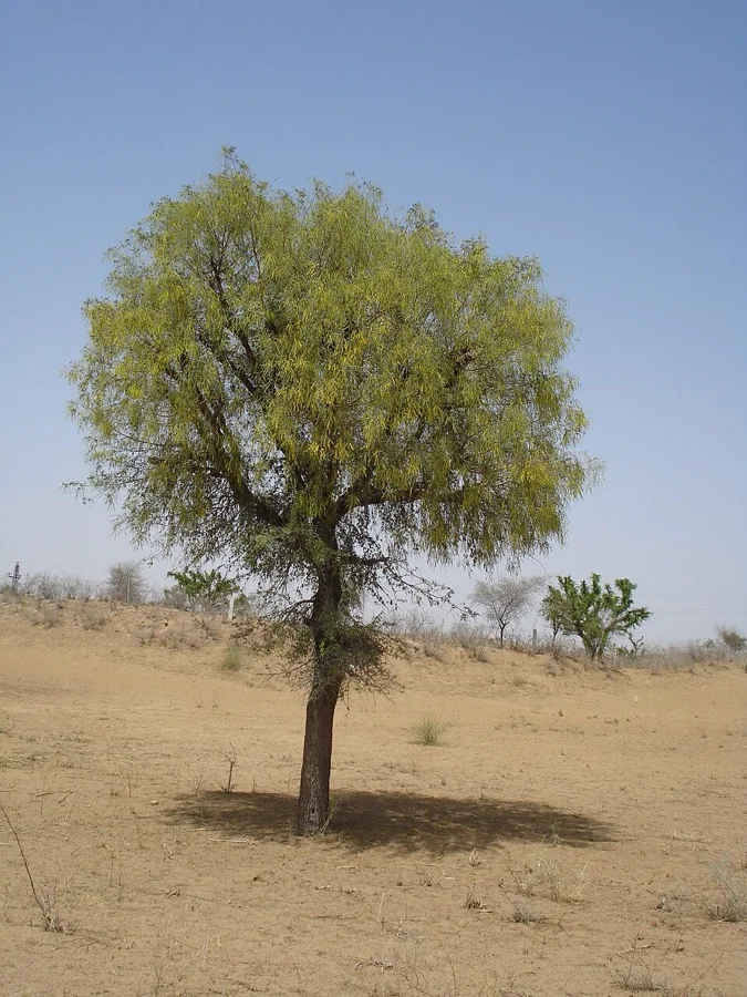 Jammi Chettu / Shami - State Tree of Telangana